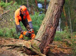 Best Fruit Tree Pruning  in Montevlo, AL