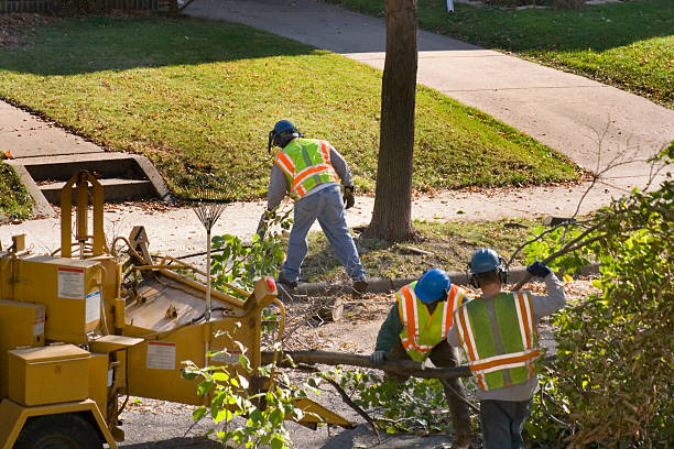 Lawn Renovation and Restoration in Montevallo, AL