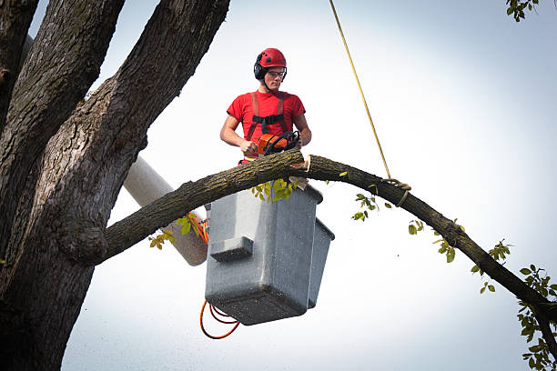 Best Hedge Trimming  in Montevlo, AL