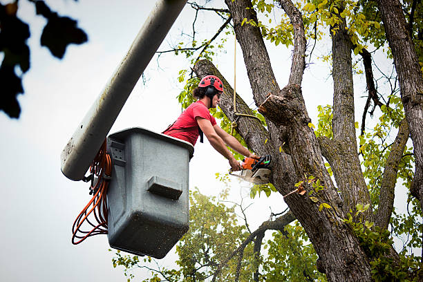 Best Tree Preservation Services  in Montevlo, AL