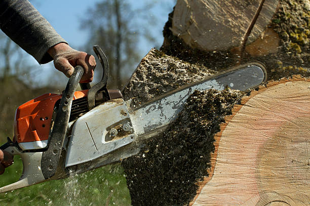 Best Tree Trimming and Pruning  in Montevlo, AL